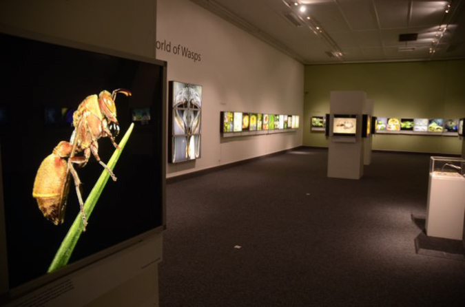 Wasp_exhibition__DSC3400